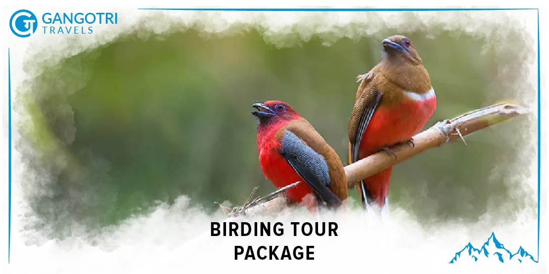 Birding Tour Package with Gangotri Travels